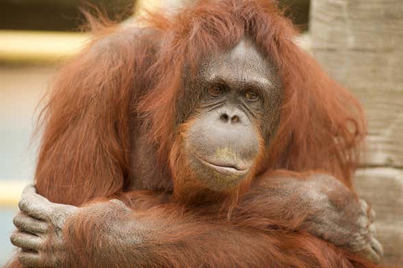 Biglietti per Jungle Park