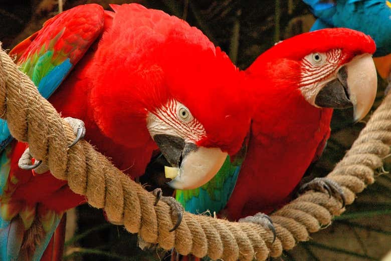 Due are del Jungle Park