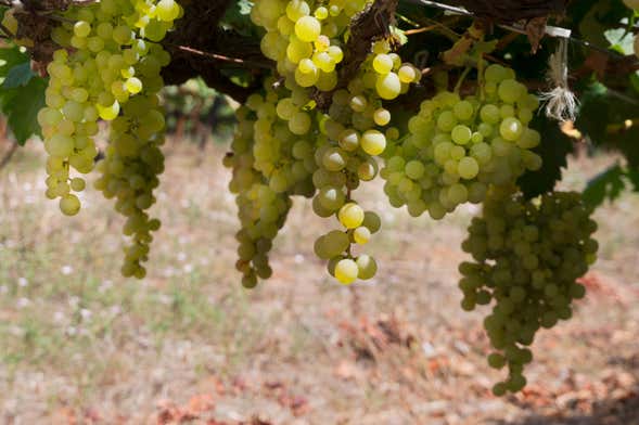 Tour del vino nel sud di Tenerife