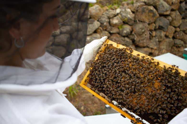 Uno degi alveari dell'arnia di Ecoalpispa 