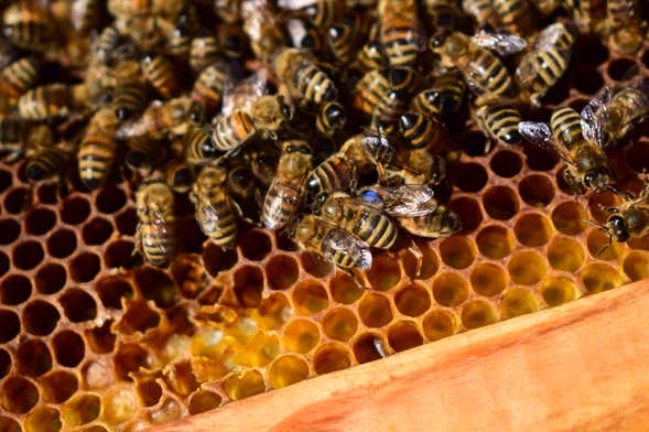 Visita di un'arnia a Icod de los Vinos
