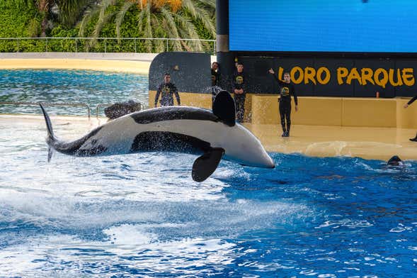 Escursione al Loro Parque