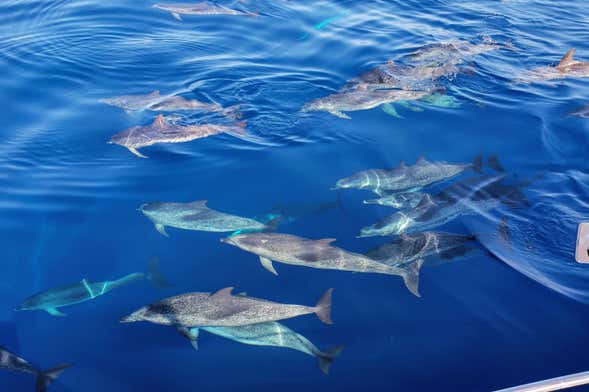 Avvistamento di cetacei a Las Galletas