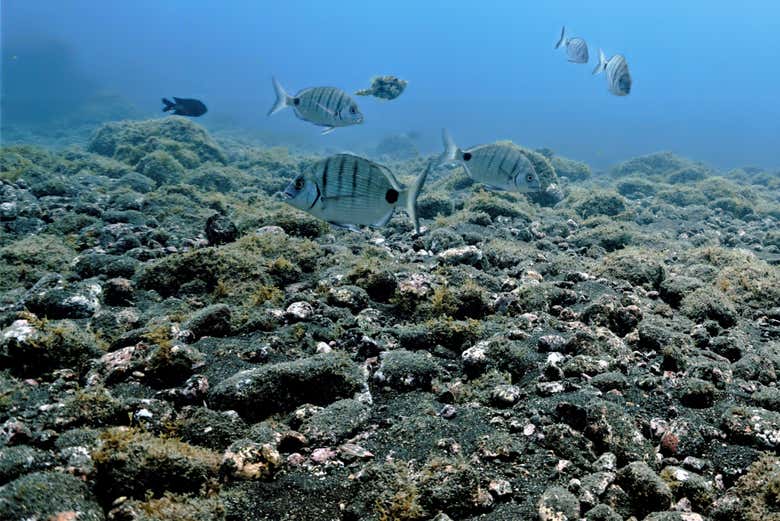 Pesci nelle acque del sud di Tenerife