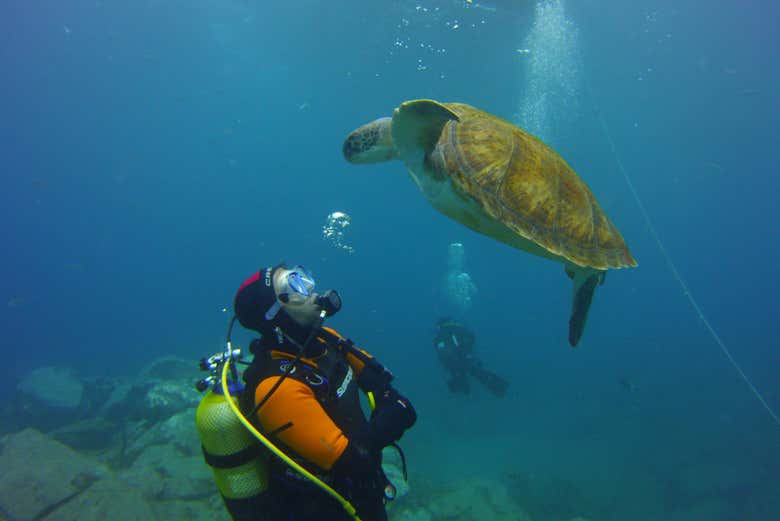 Immersione con tartaruga