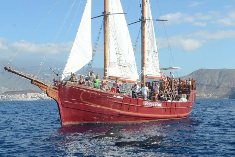Navigando a bordo di una goletta per il sud di Tenerife