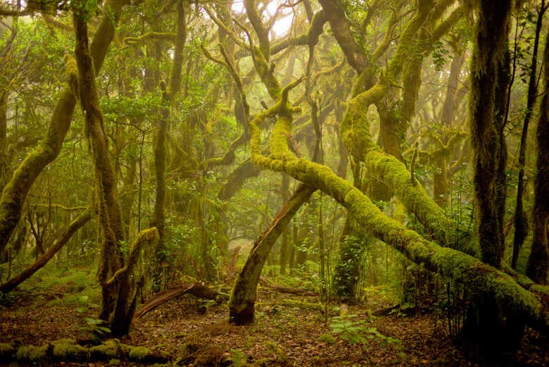 Nella foresta di laurisilva