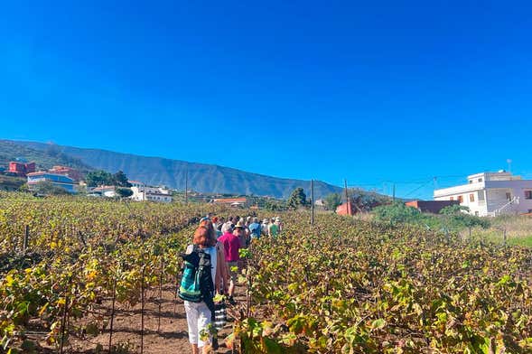 Tour del vino a La Orotava + Visita al Museo del Gofio