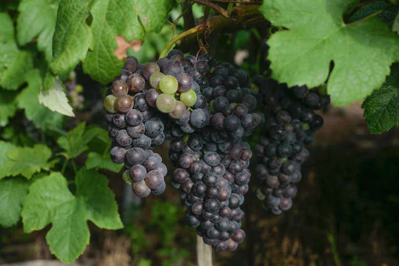 Uva di El Sauzal